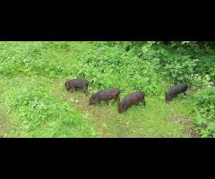 08.06 - Czas na Kampinos: Pętla Truskawska - 15/15