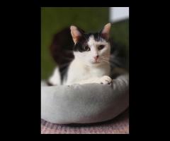 Spokojny, delikatny, grzeczny kotek Drucik - 2/3