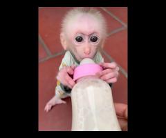 Niesamowite małpki kapucynki na sprzedaż - 2/3