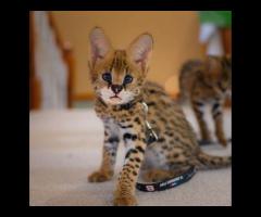 African Serval Kittens WhatsApp: +27842597191