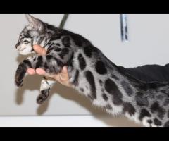 Snow/Silver/Charcoal/Brown Bengal Kittens WhatsApp: +27842597191