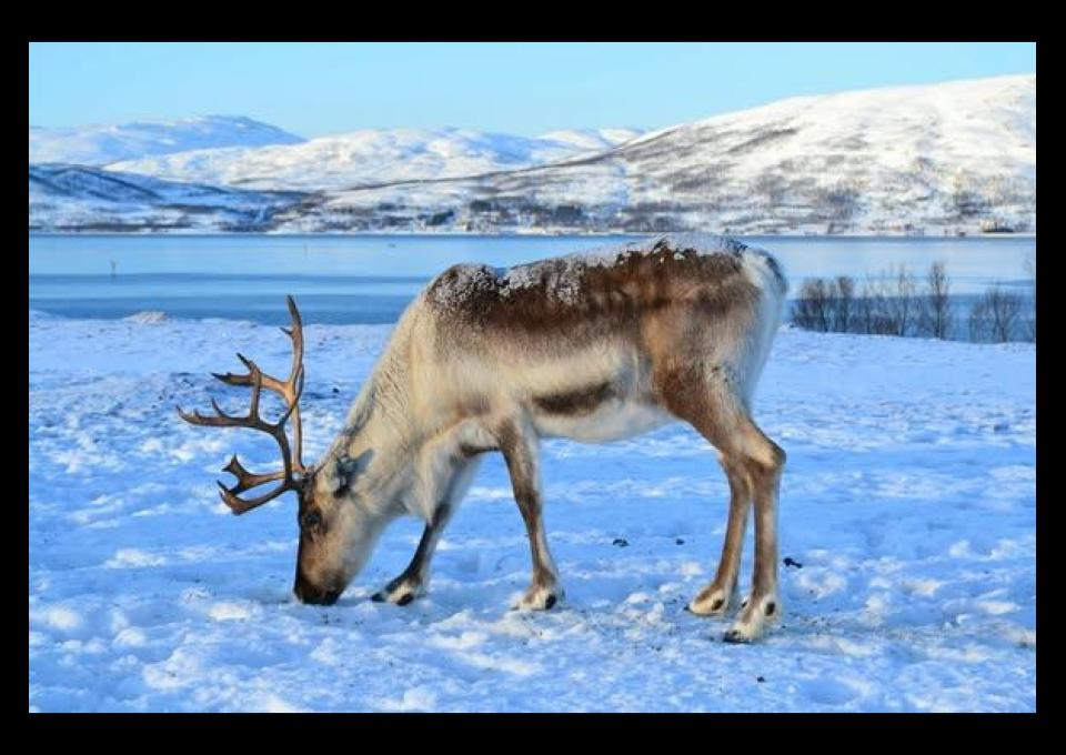 [Tromso] [zorza] [7-10 listopada]