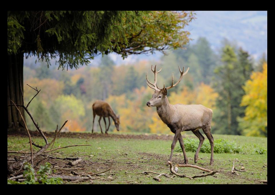 Na rykowisko w Białowieży, kolejkę wąskotorową i kajaki Narewką