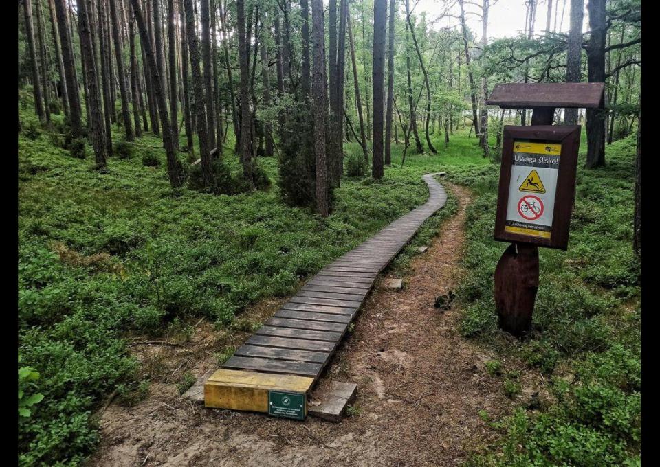Bory Tucholskie - na rowerze wśród sosnowych lasów