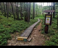 Bory Tucholskie - na rowerze wśród sosnowych lasów - 1/1