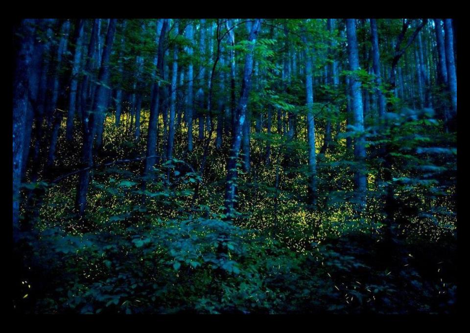 Wieczorna wycieczka rowerowa po Lesie Kabackim i okolicach