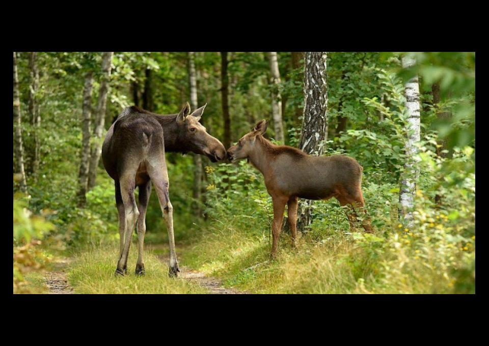 Puszcza Kampinoska Północ-Południe pieszo