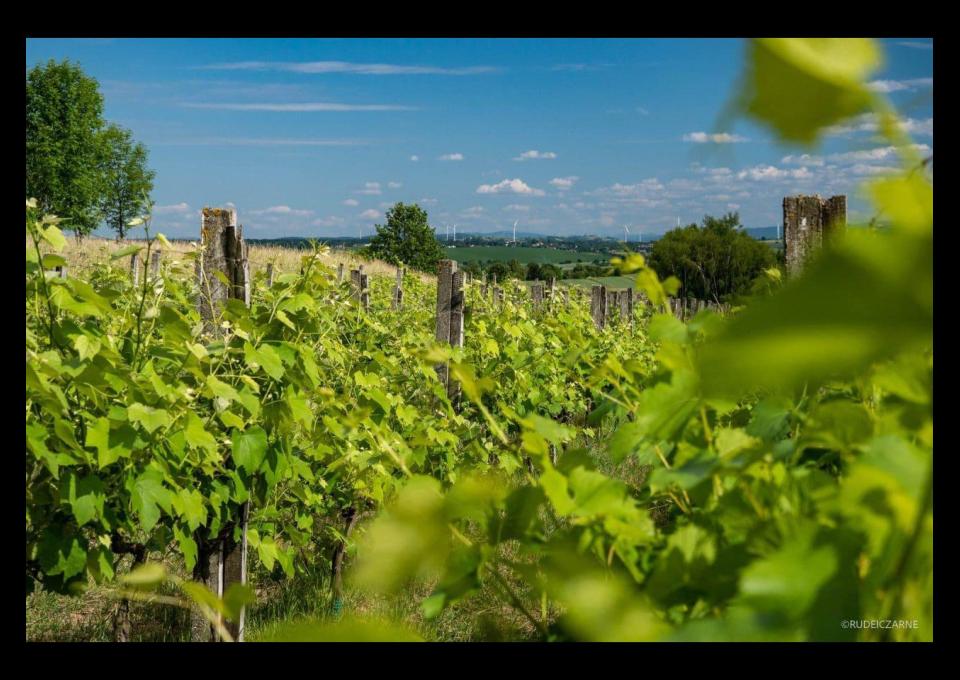 Rajd rowerowy szlakiem podkarpackich winnic