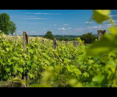 Rajd rowerowy szlakiem podkarpackich winnic - 1/1