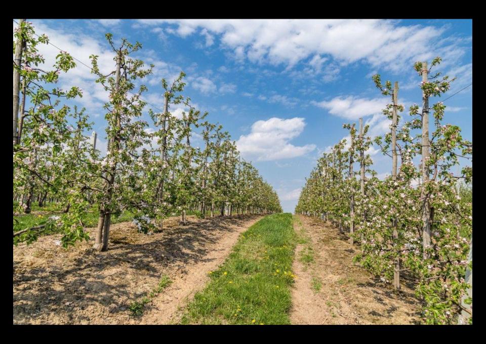 Sandomierski Szlak Wina
