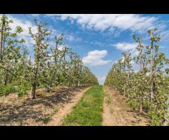 Sandomierski Szlak Wina - 1/1