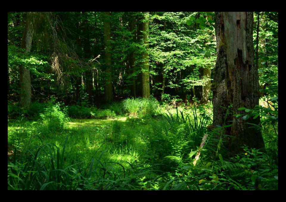 Białoruska Białowieża