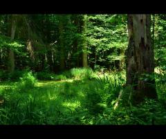 Białoruska Białowieża