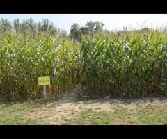 Horror w Labiryncie pod Warszawą - 1/1