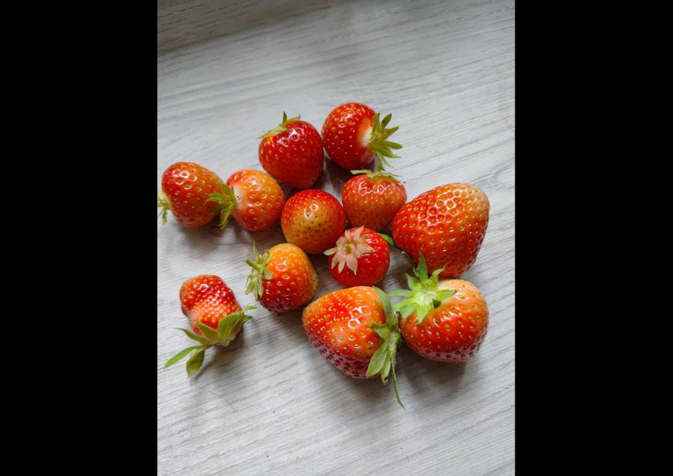 sprzedam sadzonki truskawki