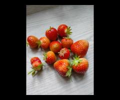 sprzedam sadzonki truskawki