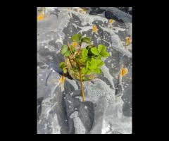 sprzedam sadzonki truskawki - 2/3