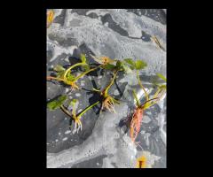 sprzedam sadzonki truskawki - 3/3