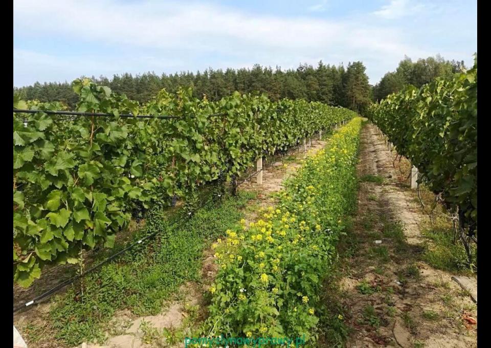 Rowerem do Winnicy Dwórzno