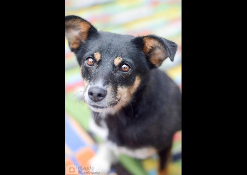 Niewielka Natka, niekonfliktowa sunia PILNIE szuka domu!