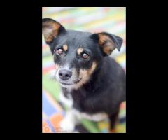 Niewielka Natka, niekonfliktowa sunia PILNIE szuka domu!