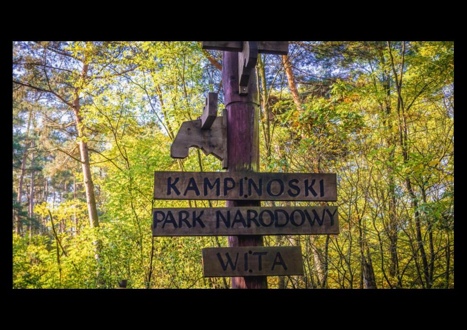 Z Piasecznicy przez Puszczę Kampinoską
