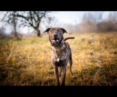 Blum - młody, wychowany z dziećmi, aktywny pręgus!