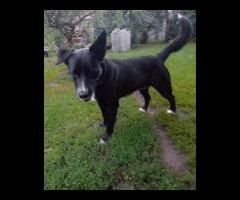 Atos - młodziutki, domowy, wychowany psiak