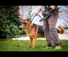 Lizak - kochany, przyjazny owczarek szuka domu!