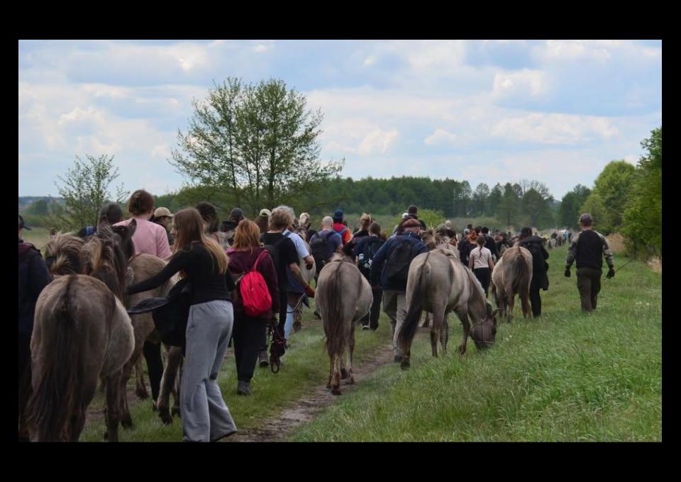 16.11 - Jesienna przeprowadzka koników polskich 2025!