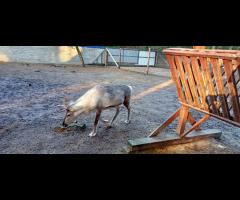 Rower w sobotę? Szukam towarzyszy do wspólnej jazdy - 4/7