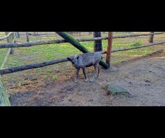 Rower w sobotę? Szukam towarzyszy do wspólnej jazdy - 5/7