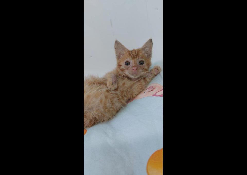 8 tygodniowe KOCIĘ szuka pilnie domu!