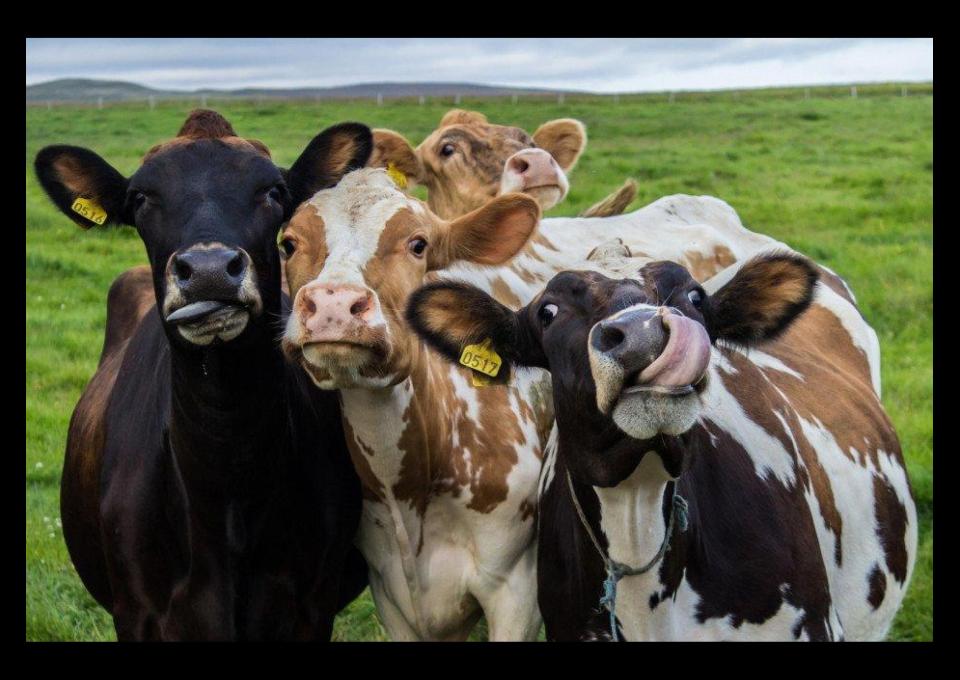 Pożyczka dla rolników na zakup zwierząt - bez bik i z komornikiem, pod zabezpieczenie hipoteką