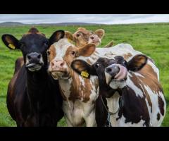 Pożyczka dla rolników na zakup zwierząt - bez bik i z komornikiem, pod zabezpieczenie hipoteką