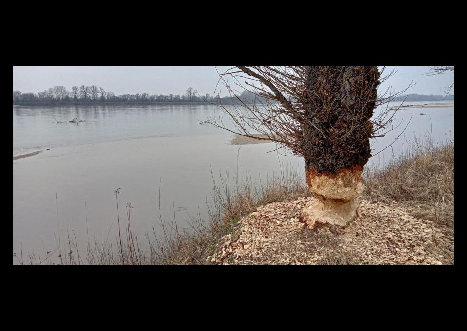 Nadwiślańskie Klimaty: Spacer nad Wisłą i Świdrem