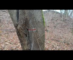 120 WYPRAWA Z WIKINGIEM - doliną Krąpieli szlakiem Czarnieckiego - 5/14