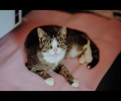 Marzenka - cudowna koteczka bez szans na dom...