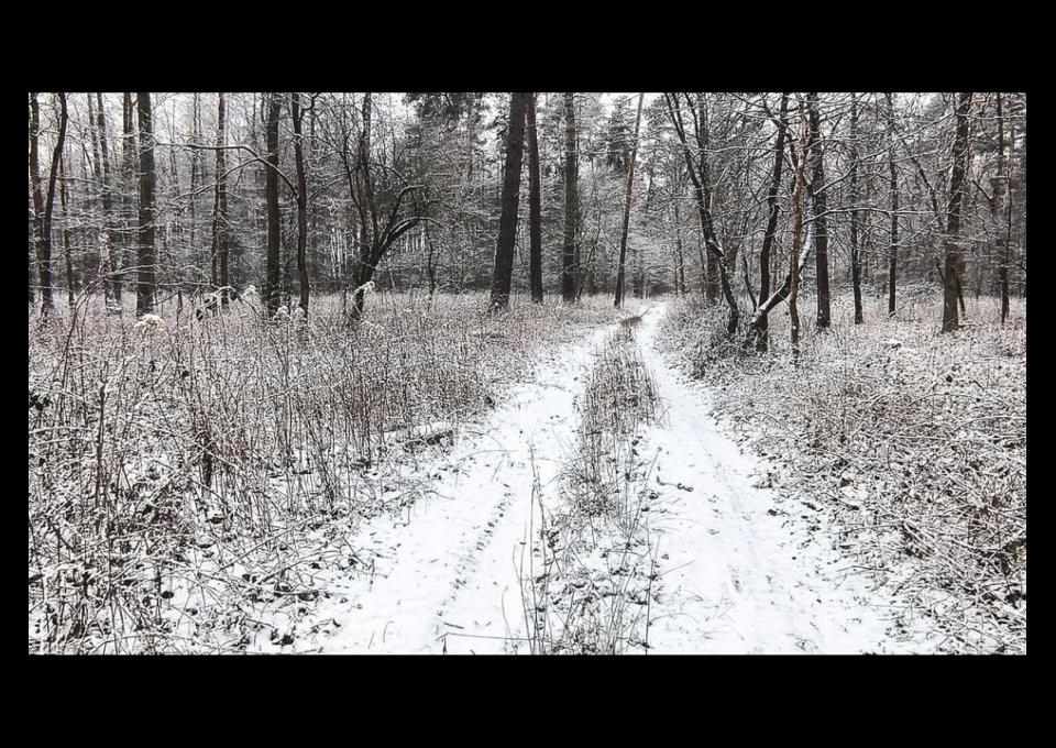 25.01 - Kąpiel leśna: Zimowy Oddech Lasu
