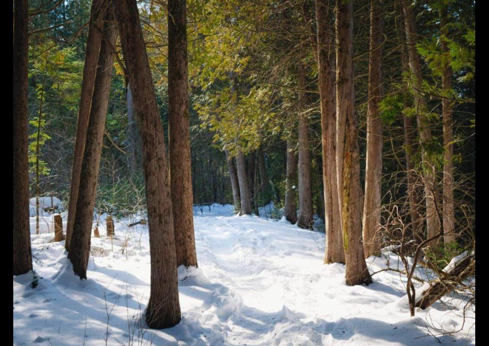 18.01 - Pętla Zalesie Górne, zimowy spacer po Lasach Chojnowskich