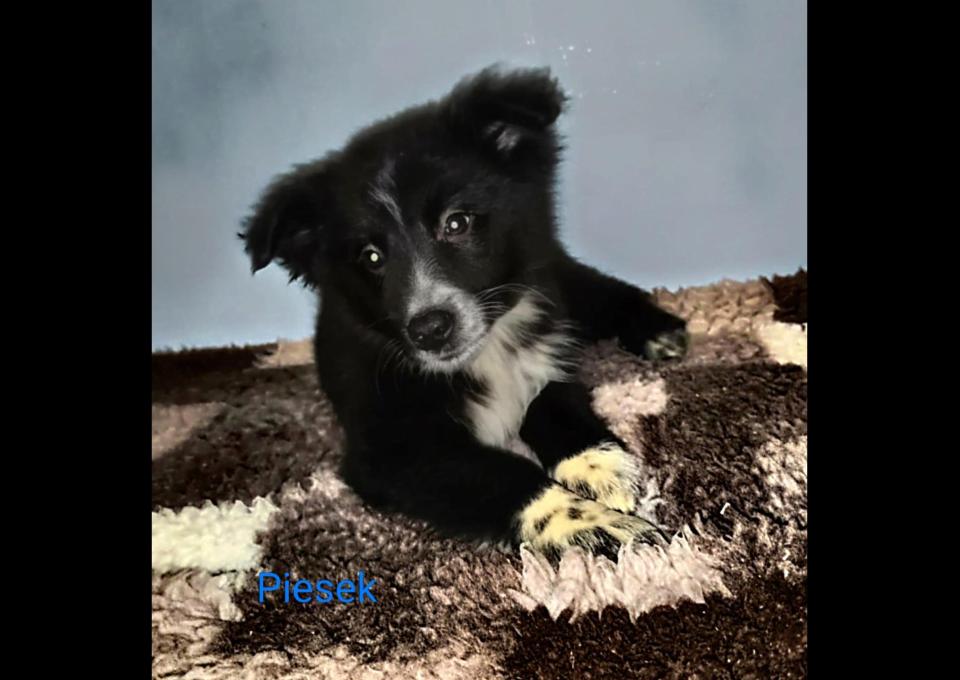 Border collie pieski