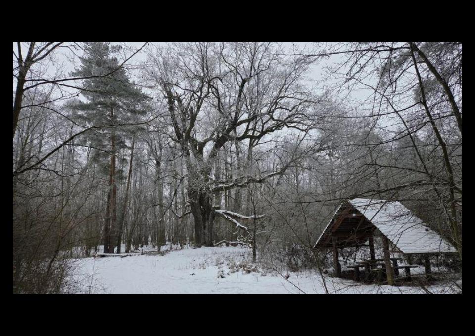 24.01 - Rajd śladami Powstania Styczniowego od Kampinosu do Dębu
