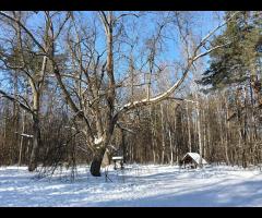 01.02 - Grupa Łazik zaprasza do Puszczy Kampinoskiej, zimowa wycieczka piesza - 5/11