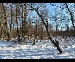 01.02 - Grupa Łazik zaprasza do Puszczy Kampinoskiej, zimowa wycieczka piesza - 10/11