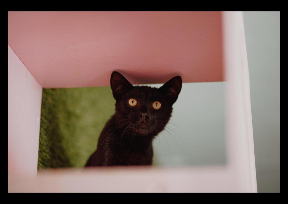Koks - czarny kot co przynosi szczęście