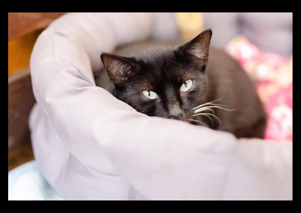 Bryś - spokojny, niekonfliktowy kotek szuka domu!