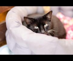 Bryś - spokojny, niekonfliktowy kotek szuka domu!