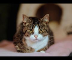 Cudowna Marzenka, wyjątkowa kotka do adopcji