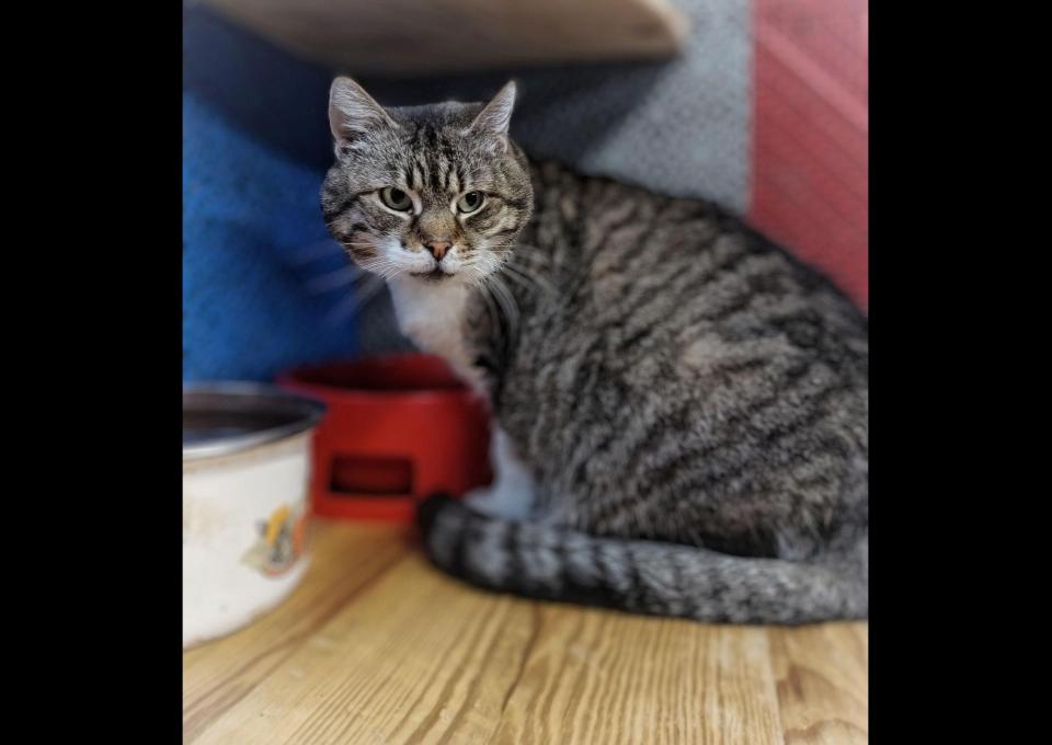 Serafina - kocia księżniczka szuka domu!