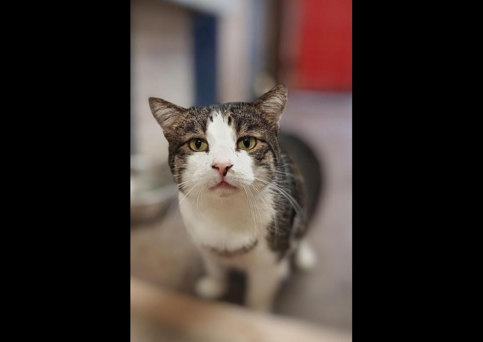 Kibo - roztopi nawet najtwardsze serca!